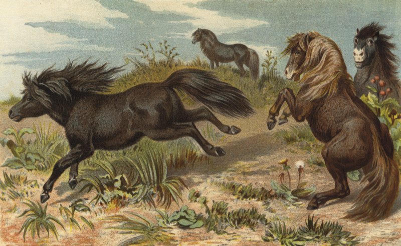 Shetland-Pony von European School