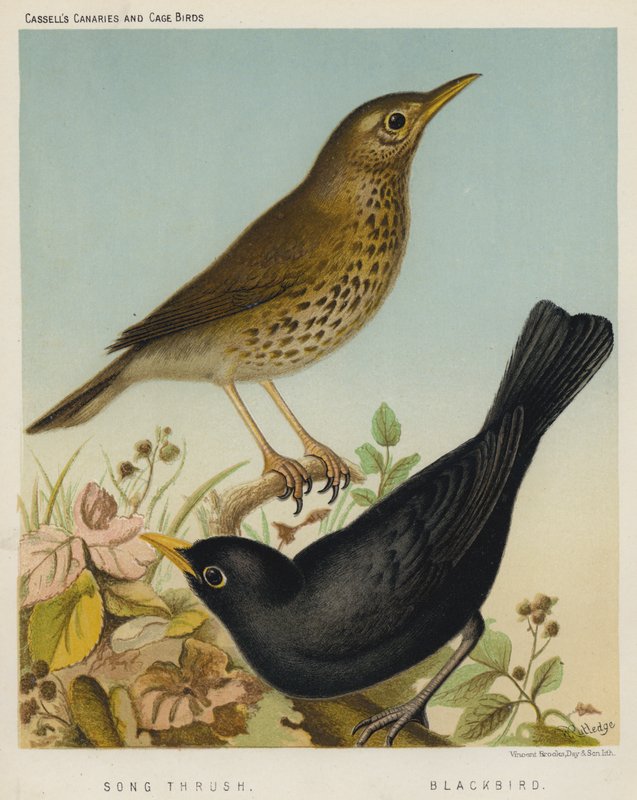 Singdrossel, Amsel von European School