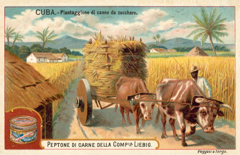 Zuckerrohrplantage, Kuba von European School