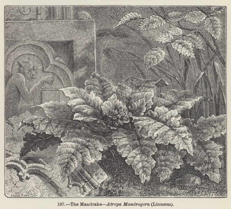 Die Alraune, Atropa Mandragora, Linnaeus von European School