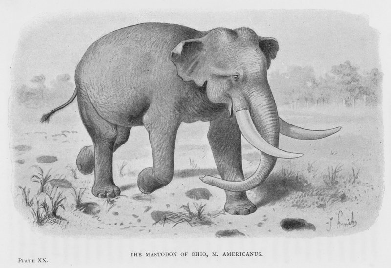 Der Mastodon von Ohio, M. Americanus von European School