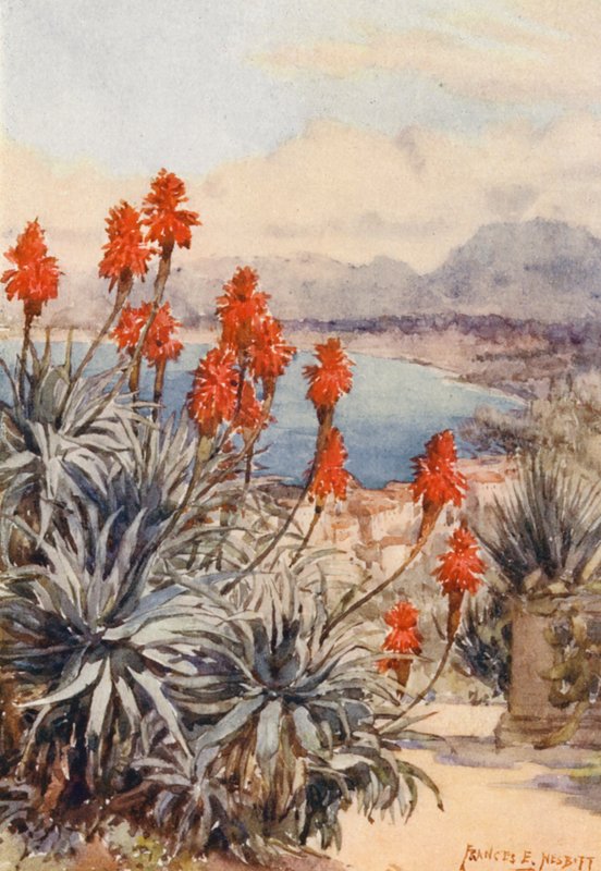 Die roten Aloen von Frances Nesbitt