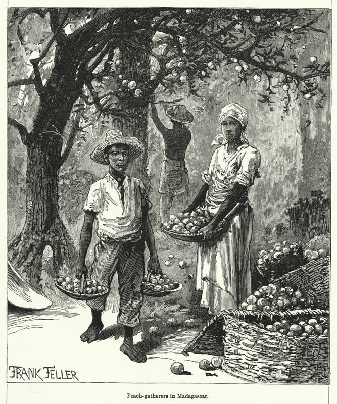 Pfirsichsammler in Madagaskar von Frank (after) Feller