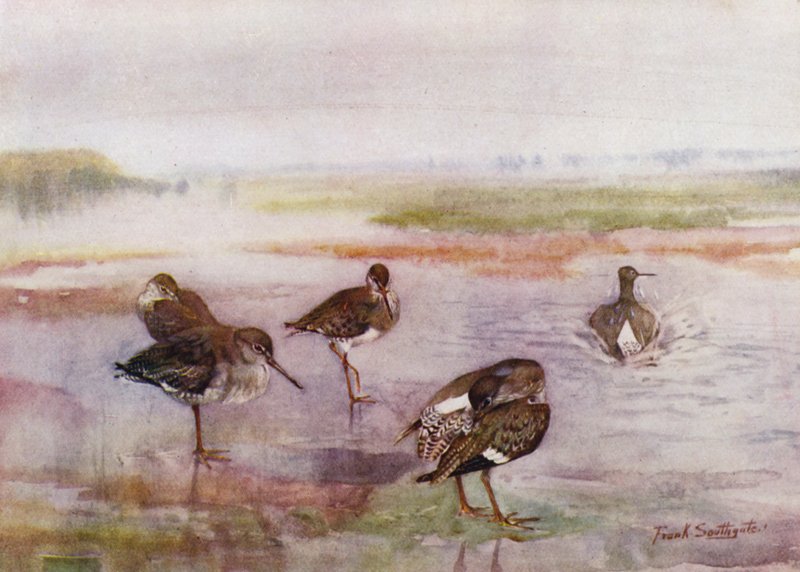 Norfolk Broads: Rotschenkel von Frank Southgate