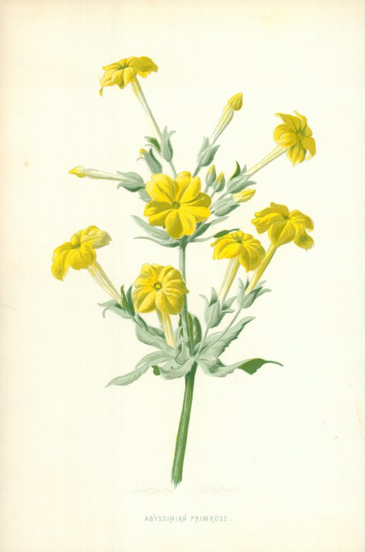 Abessinische Primel von Frederick Edward Hulme