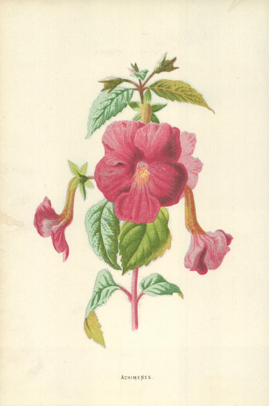 Achimenes von Frederick Edward Hulme