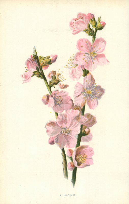Mandel von Frederick Edward Hulme