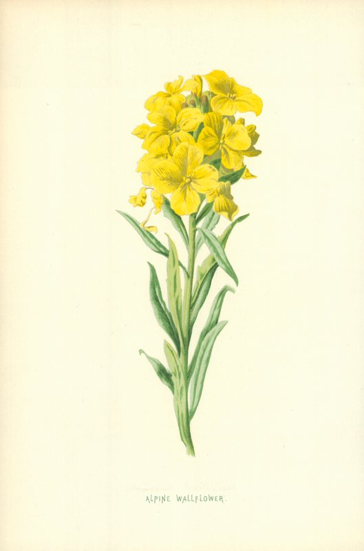 Alpen-Leinkraut von Frederick Edward Hulme