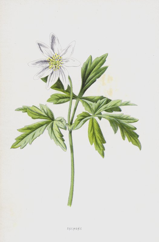 Anemone von Frederick Edward Hulme
