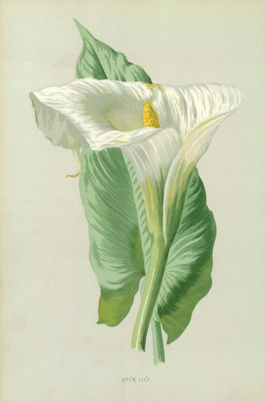 Aronstab von Frederick Edward Hulme