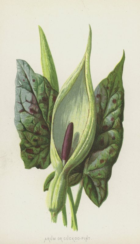 Gefleckter Aronstab von Frederick Edward Hulme