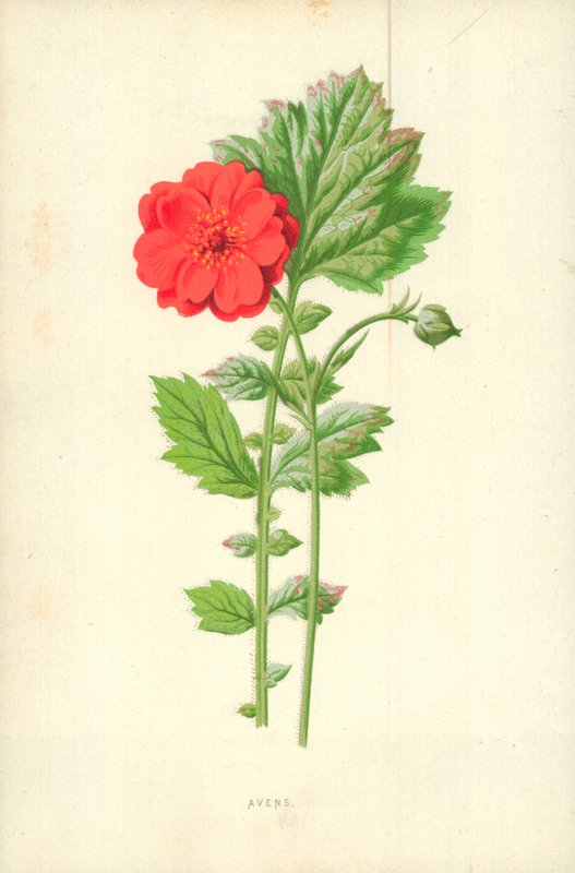 Nelkenwurz von Frederick Edward Hulme