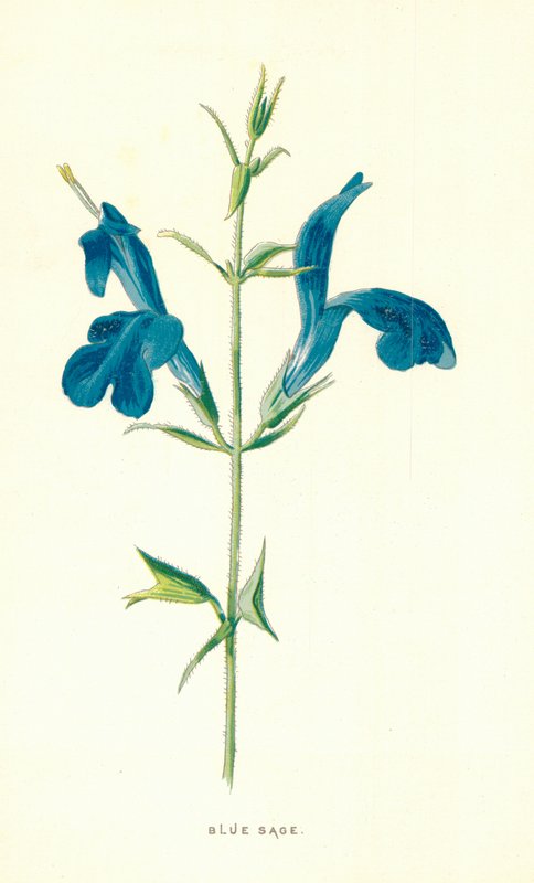 Blauer Salbei von Frederick Edward Hulme