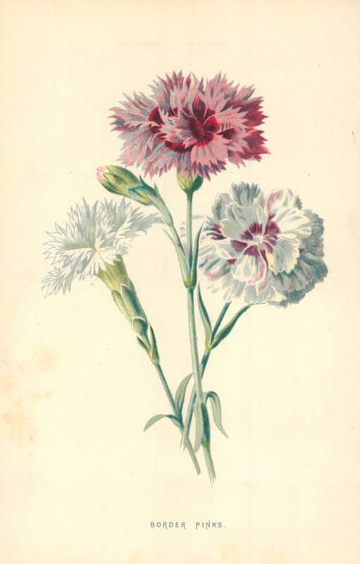 Grenznelken von Frederick Edward Hulme