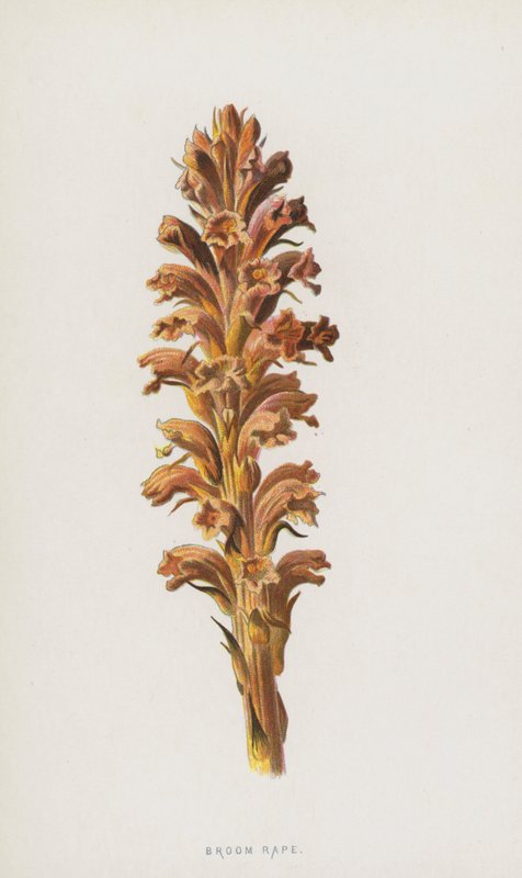 Sommerwurz von Frederick Edward Hulme