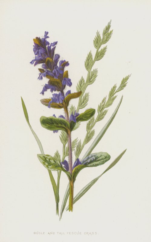 Günsel und Hohe Trespe von Frederick Edward Hulme