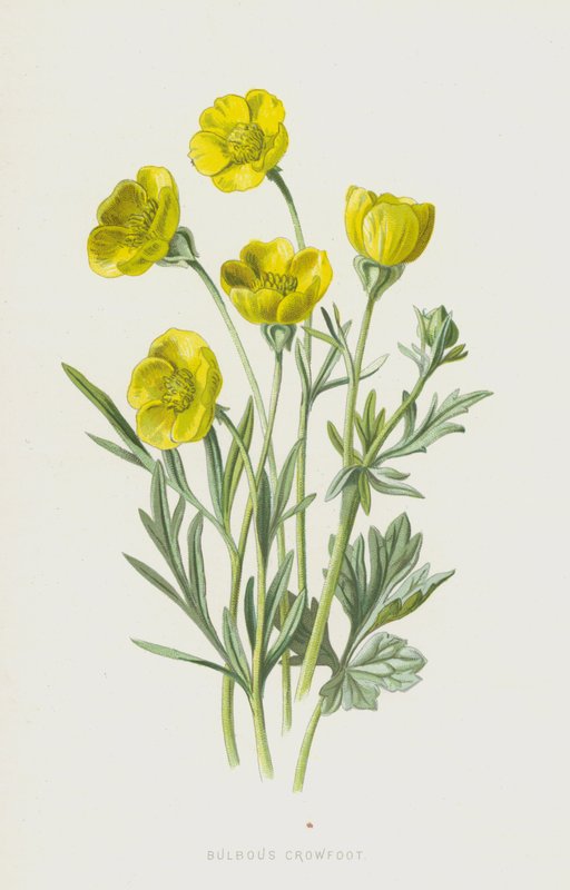 Knolliger Hahnenfuß von Frederick Edward Hulme