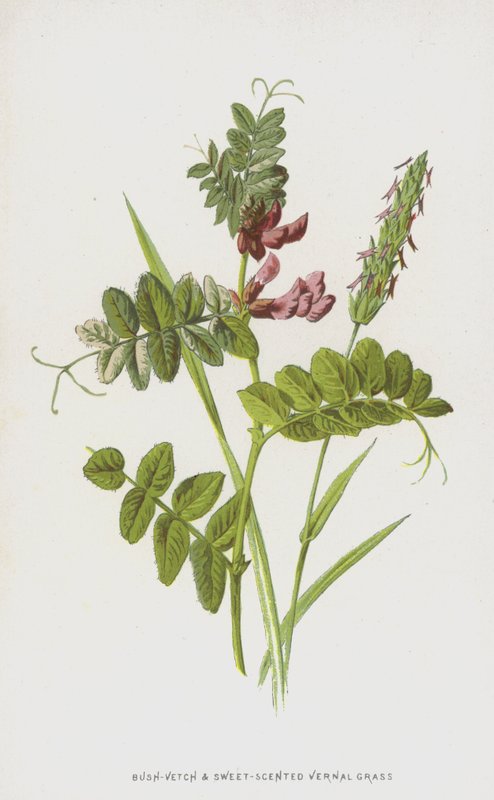 Buschwinde und Wohlriechendes Ruchgras von Frederick Edward Hulme