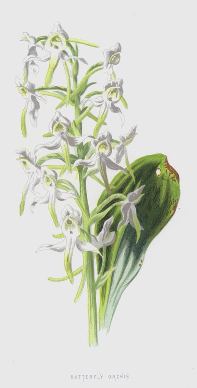 Schmetterlings-Knabenkraut von Frederick Edward Hulme