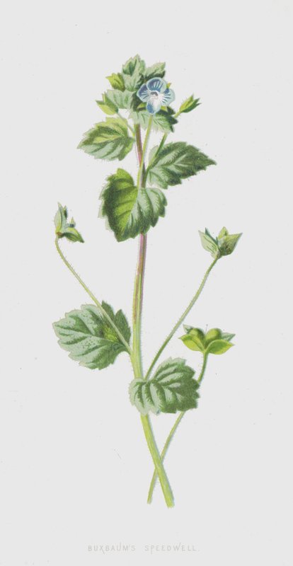 Buxbaums Ehrenpreis von Frederick Edward Hulme
