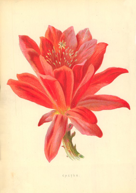 Kaktus von Frederick Edward Hulme