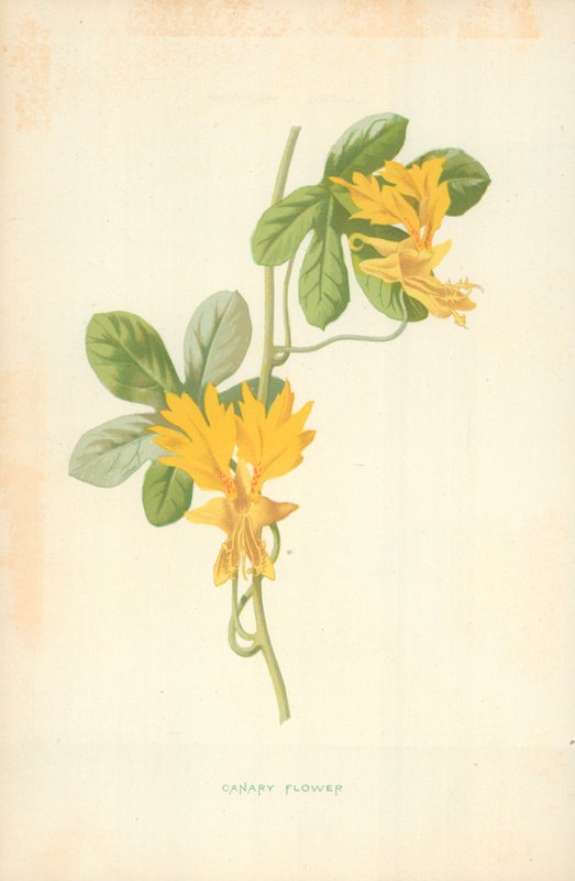 Kanarenblume von Frederick Edward Hulme