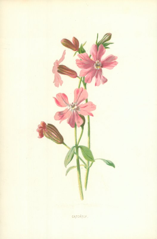 Leimkraut von Frederick Edward Hulme