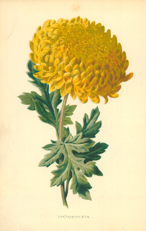 Chrysantheme von Frederick Edward Hulme