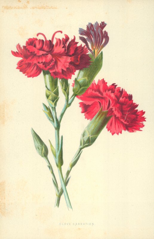 Nelkenkarnation von Frederick Edward Hulme