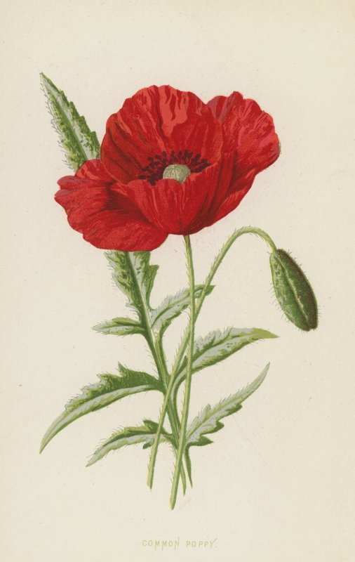 Klatschmohn von Frederick Edward Hulme