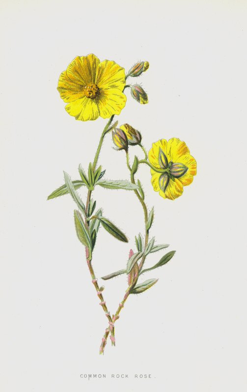 Gewöhnliches Sonnenröschen von Frederick Edward Hulme