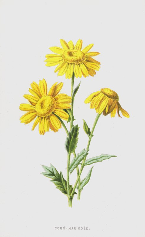 Korn-Ringelblume von Frederick Edward Hulme