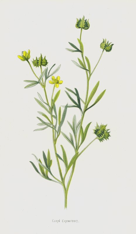 Hahnenfuß von Frederick Edward Hulme