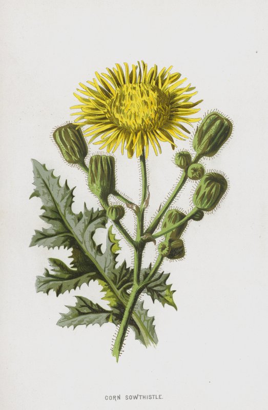 Acker-Gänsedistel von Frederick Edward Hulme