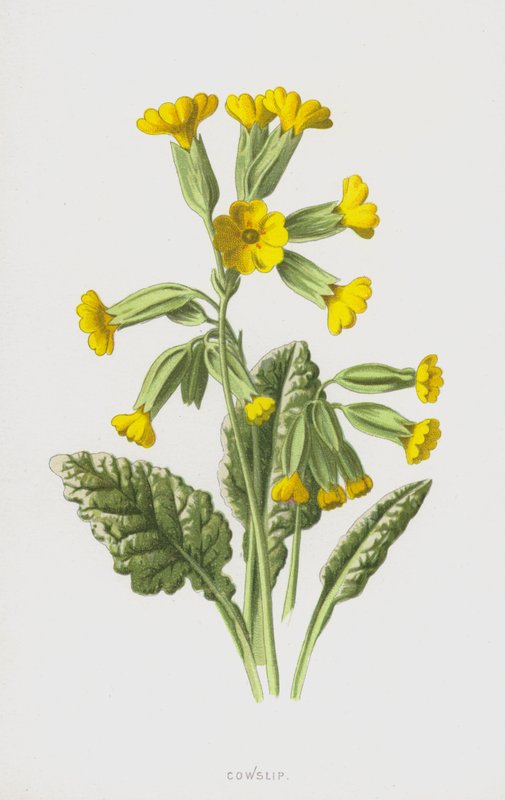 Schlüsselblume von Frederick Edward Hulme
