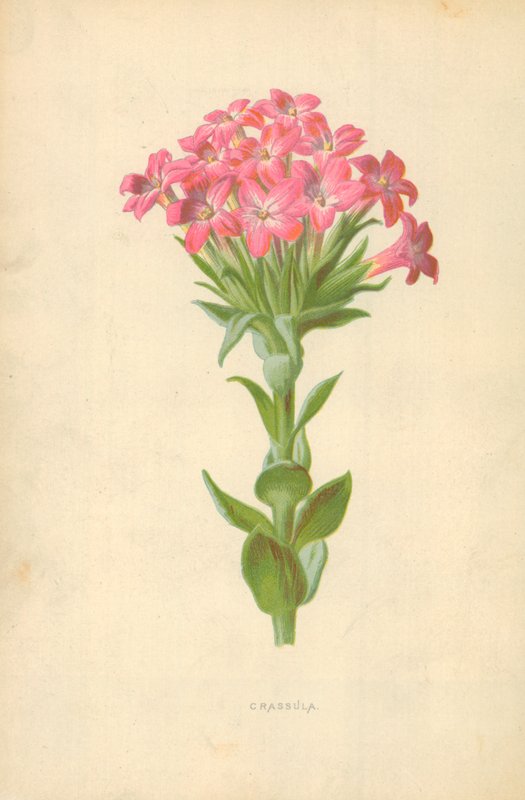Crassula von Frederick Edward Hulme