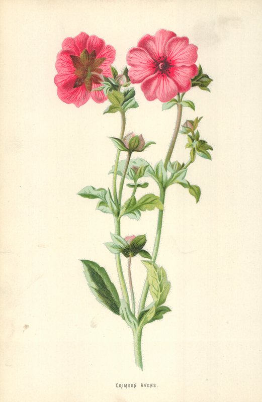 Blutroter Geum von Frederick Edward Hulme