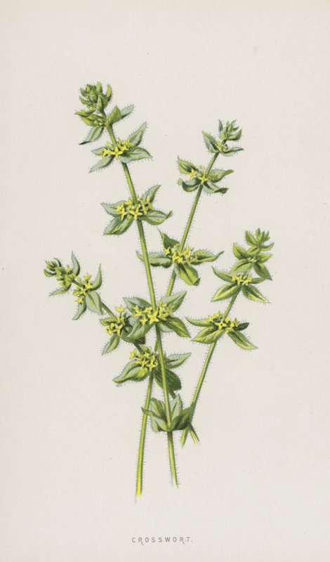 Kreuzkraut von Frederick Edward Hulme