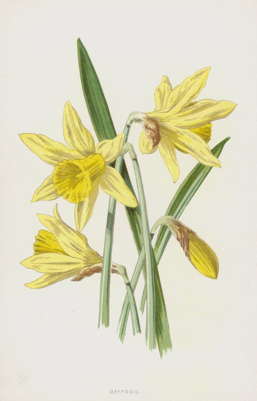 Narzisse von Frederick Edward Hulme