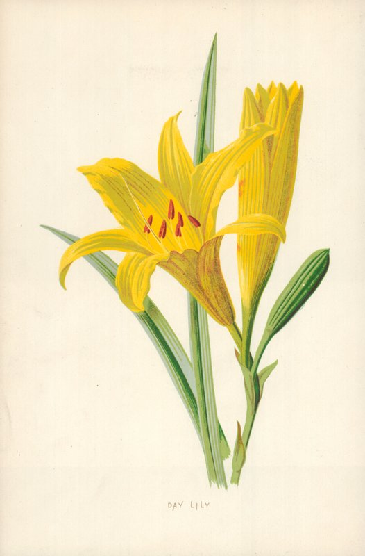 Taglilie von Frederick Edward Hulme