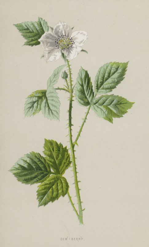 Taubenbeere von Frederick Edward Hulme