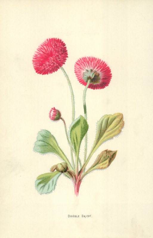 Doppelte Gänseblümchen von Frederick Edward Hulme