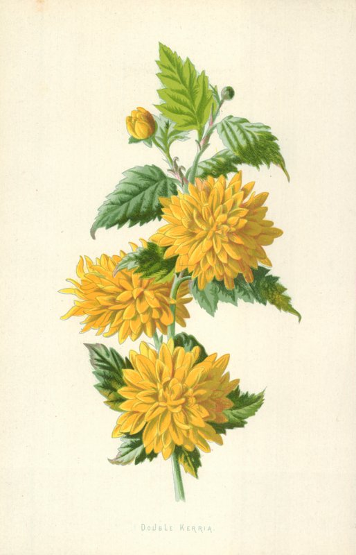 Gefüllte Kerrie von Frederick Edward Hulme