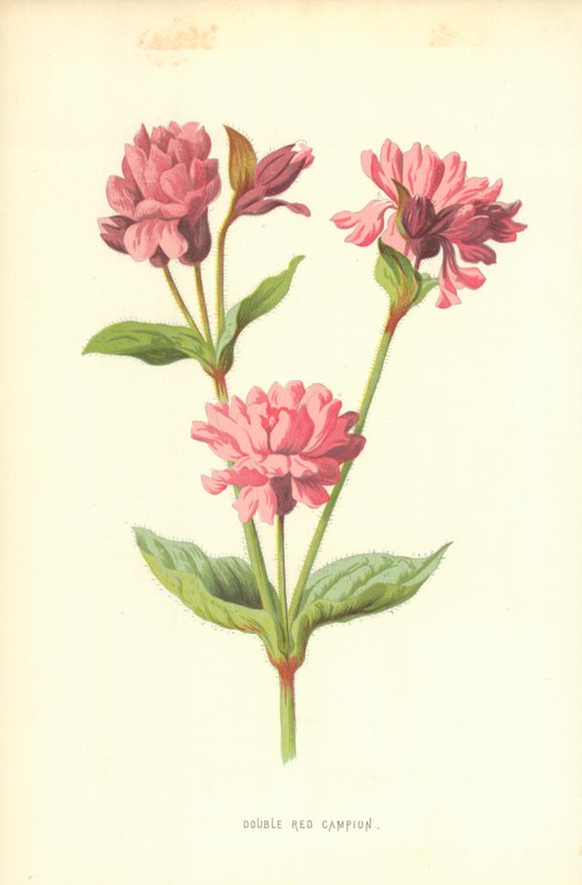 Rote Lichtnelke von Frederick Edward Hulme