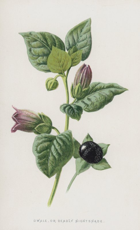 Tollkirsche von Frederick Edward Hulme