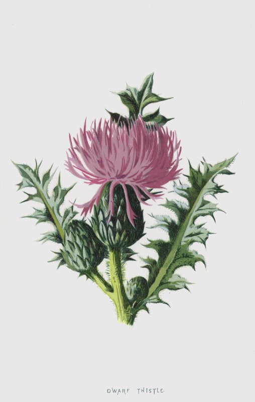 Zwerg-Kratzdistel von Frederick Edward Hulme