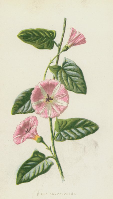 Acker-Winde von Frederick Edward Hulme