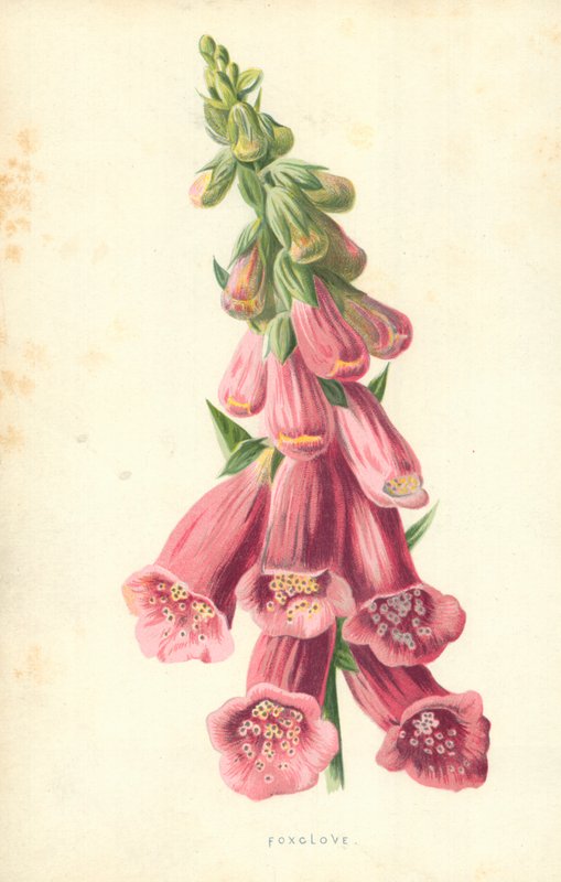 Fingerhut von Frederick Edward Hulme