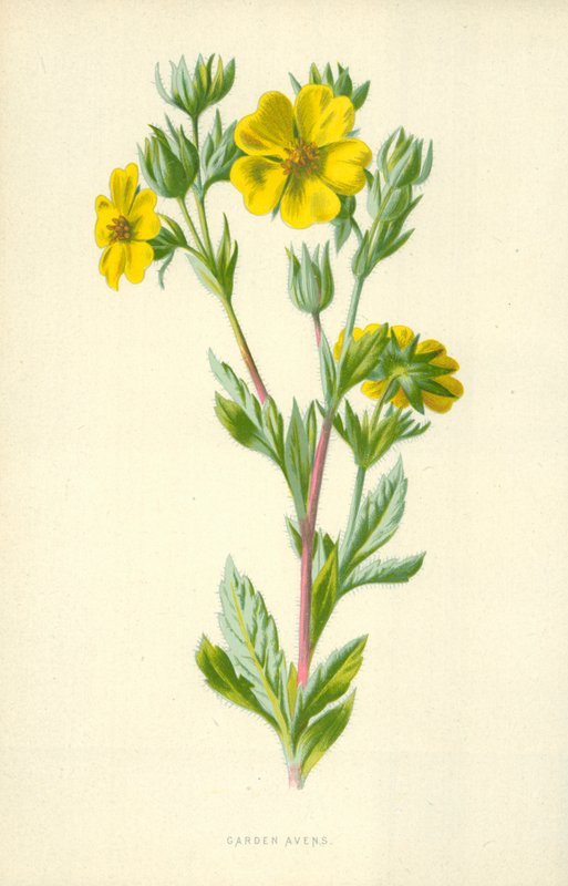 Nelkenwurz von Frederick Edward Hulme