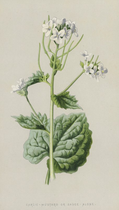 Knoblauchsrauke von Frederick Edward Hulme